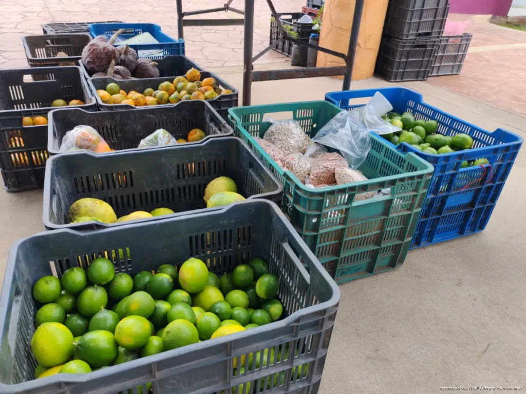 Cítricos tradicionales desaparecen en comunidades de Quintana Roo