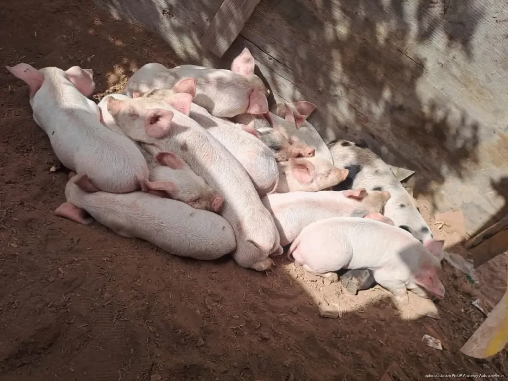 Prohíben animales de traspatio en zona urbana de Kantunilkín