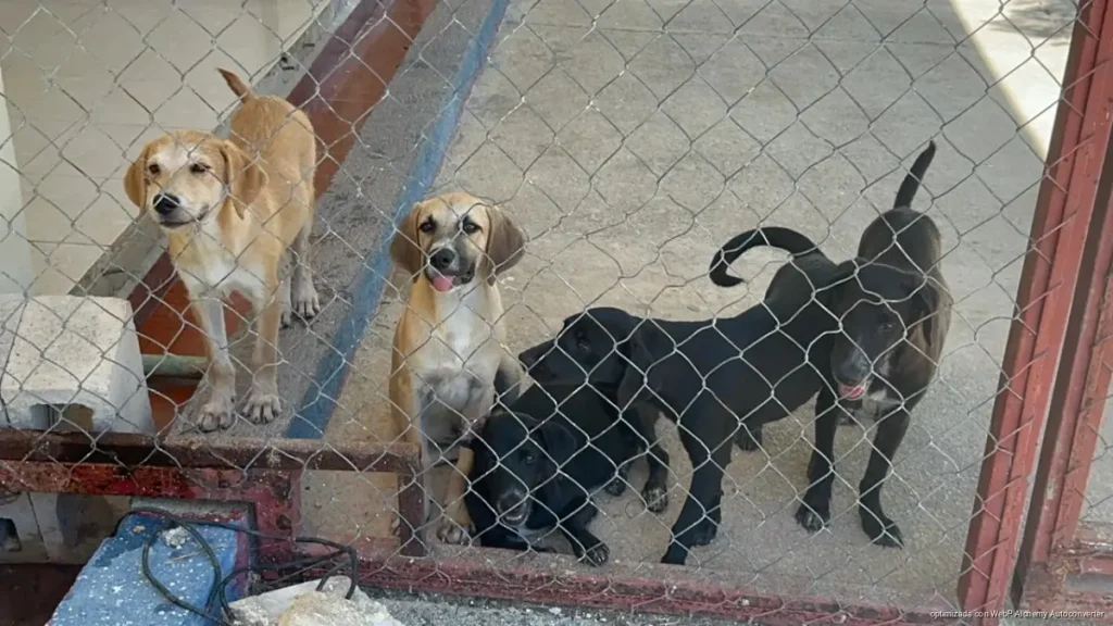 Supera abandono de perros a adopciones en Playa del Carmen