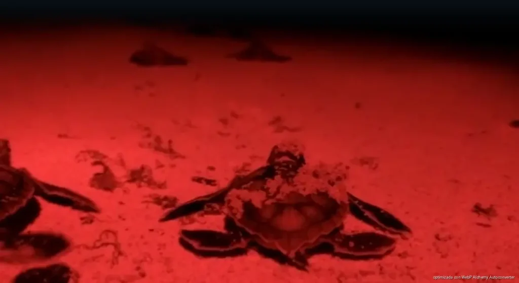 Arranca temporada de tortuga marina en Playa del Carmen con primeros nidos