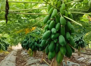 Papaya sobrevive entre plagas y coyotes en el sur de Quintana Roo
