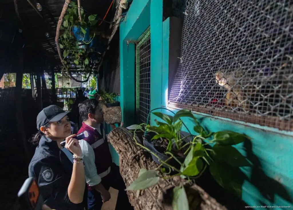 Gobierno de Estefanía Mercado, Fiscalía General y Gobierno del Estado realizan cateo en Quinta Avenida y rescatan animales exóticos