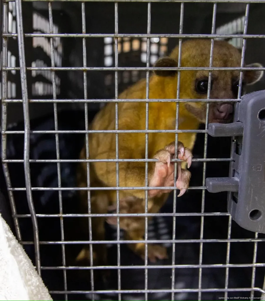 Gobierno de Estefanía Mercado, Fiscalía General y Gobierno del Estado realizan cateo en Quinta Avenida y rescatan animales exóticos