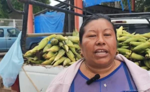 Del campo a la mesa: productores reinventan venta de elote en Quintana Roo