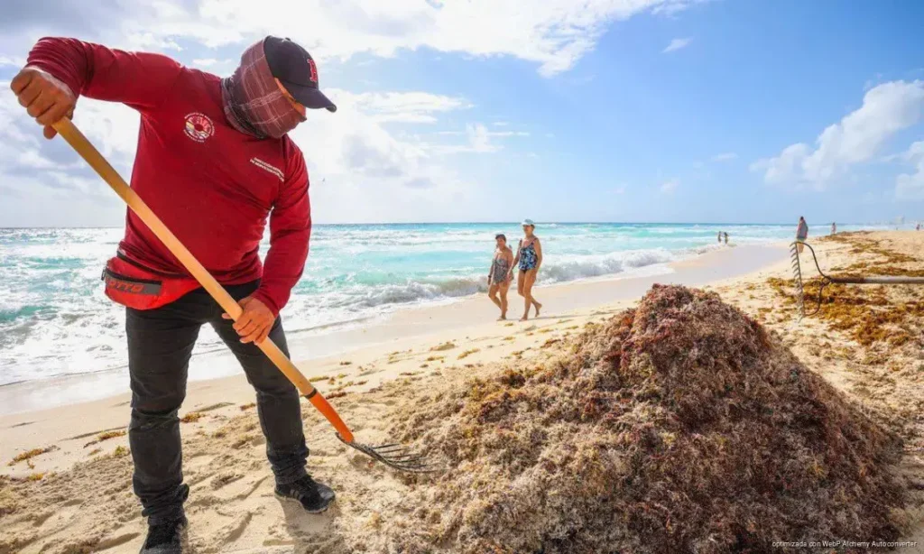 Cancún recolecta más de 2 mil toneladas de sargazo en abril