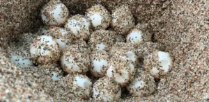 Detectan nuevo nido de tortuga caguama en costas de Playa del Carmen