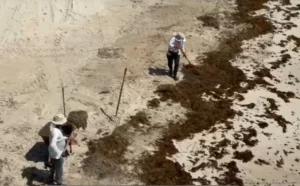 CONAPESCA impulsa aprovechamiento del sargazo como recurso productivo