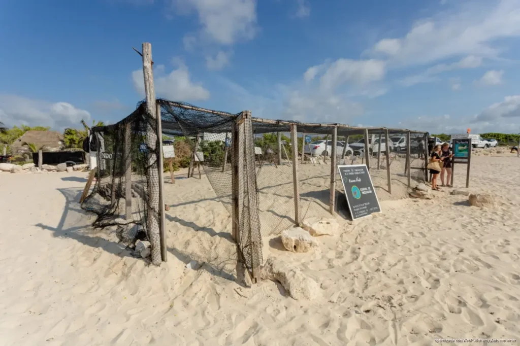 Tulum refuerza protección de tortugas marinas, ante inicio de temporada de anidación