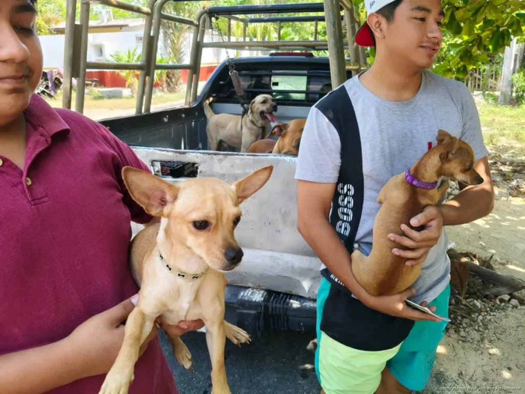 Más de 300 mascotas fueron vacunadas en Chetumal durante el primer fin de semana de la campaña antirrábica permanente