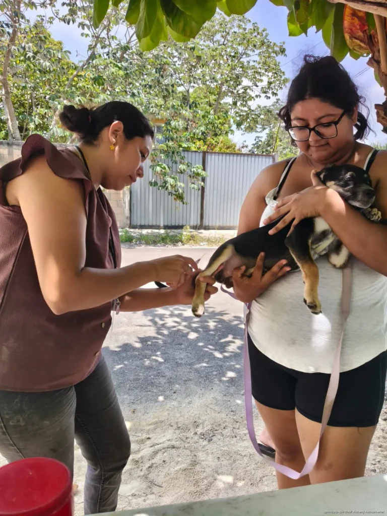 Más de 300 mascotas fueron vacunadas en Chetumal durante el primer fin de semana de la campaña antirrábica permanente