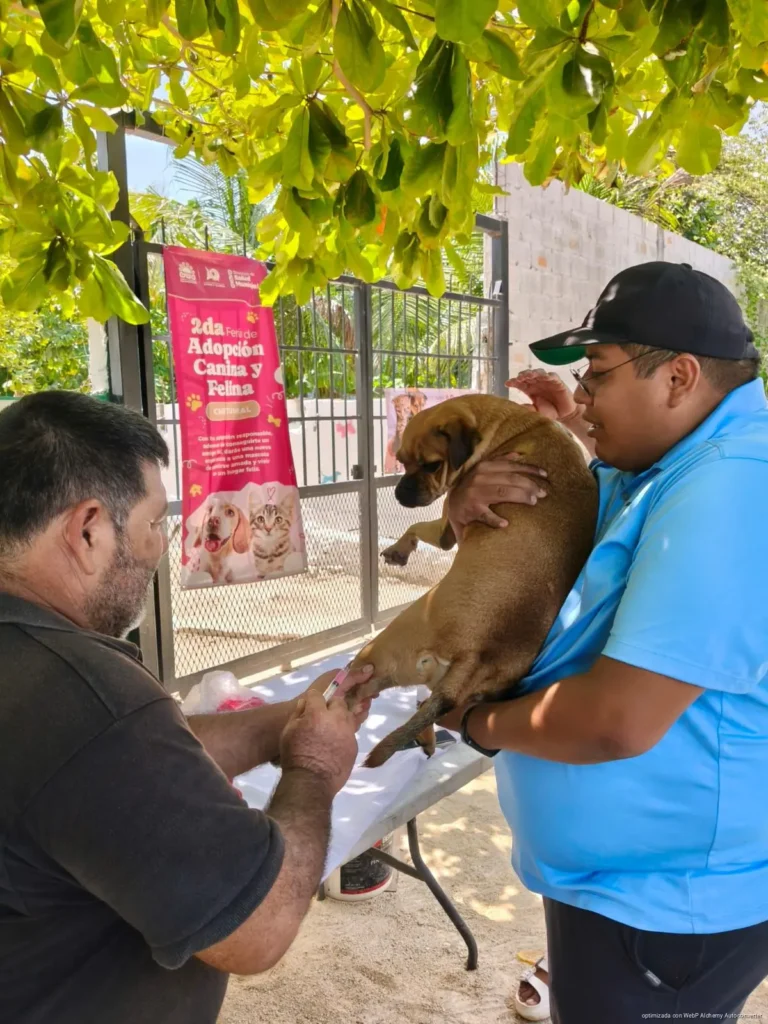 Más de 300 mascotas fueron vacunadas en Chetumal durante el primer fin de semana de la campaña antirrábica permanente