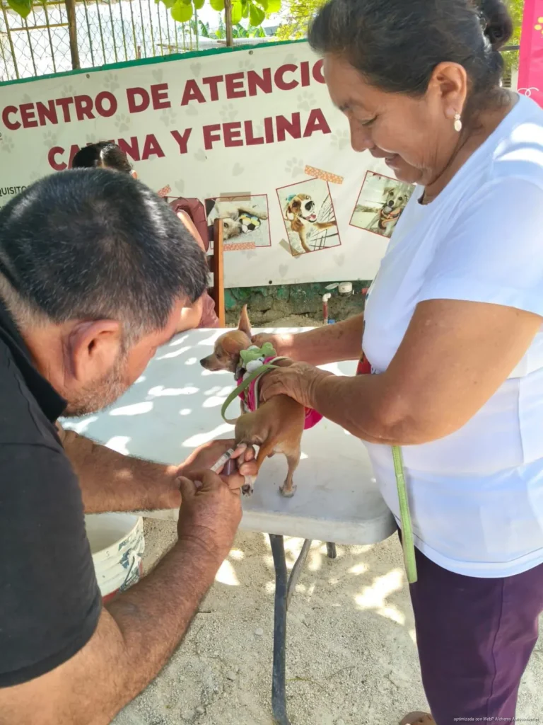 Más de 300 mascotas fueron vacunadas en Chetumal durante el primer fin de semana de la campaña antirrábica permanente