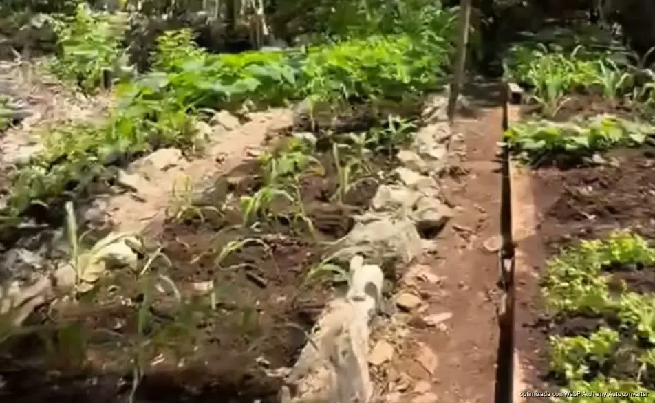 Abrirán nueva convocatoria para Huertos Comunitarios en Playa del Carmen Abrirán nueva convocatoria para Huertos Comunitarios en Playa del Carmen