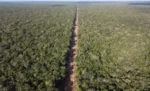 Promueven amparo contra camino en selva de Tulum por riesgo ambiental