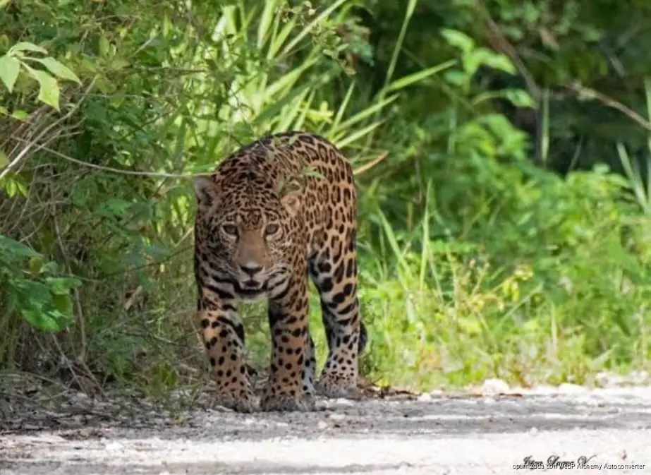 Advierten daños ambientales irreparables en ecosistemas de Quintana Roo Advierten daños ambientales irreparables en ecosistemas de Quintana Roo