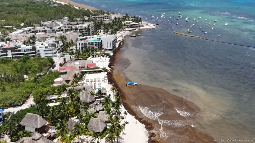 Piden internacionalizar atención al problema del sargazo en el Caribe Piden internacionalizar atención al problema del sargazo en el Caribe