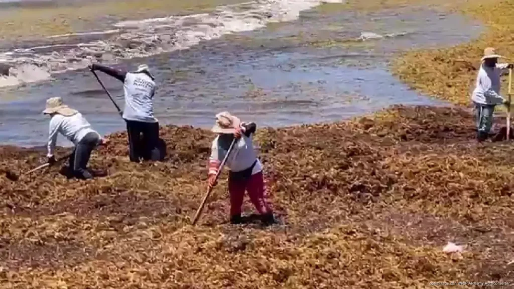 Llegarán 300 marinos para reforzar recolección de sargazo en Playa del Carmen Llegarán 300 marinos para reforzar recolección de sargazo en Playa del Carmen
