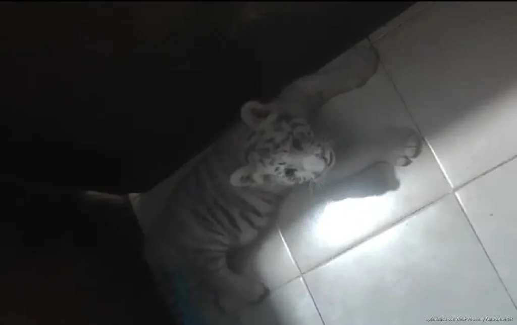 Buscarán retirar a explotadores de fauna silvestre en zona turística de Playa del Carmen