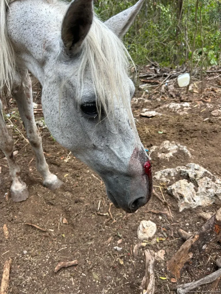 Denuncian presunto maltrato animal contra caballos utilizados en tours de Tulum