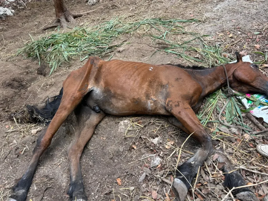 Denuncian presunto maltrato animal contra caballos utilizados en tours de Tulum