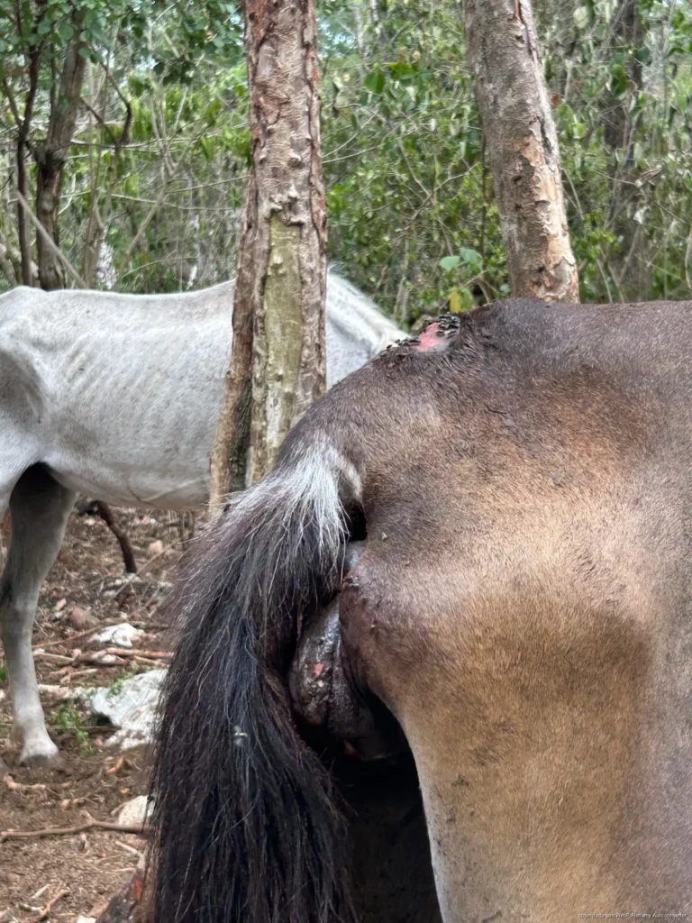 Denuncian presunto maltrato animal contra caballos utilizados en tours de Tulum