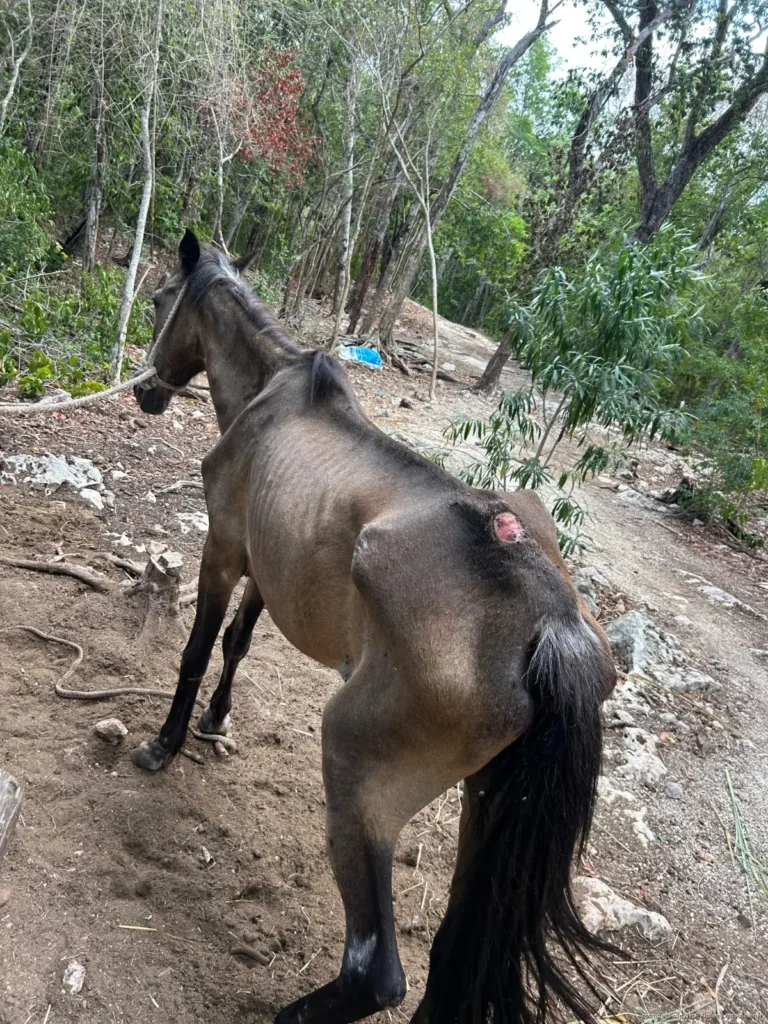 Denuncian presunto maltrato animal contra caballos utilizados en tours de Tulum
