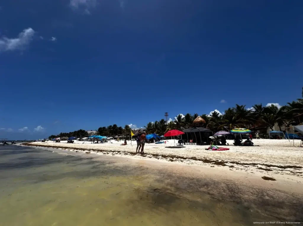 Arrecife de Puerto Morelos ayuda a reducir impacto del sargazo Arrecife de Puerto Morelos ayuda a reducir impacto del sargazo