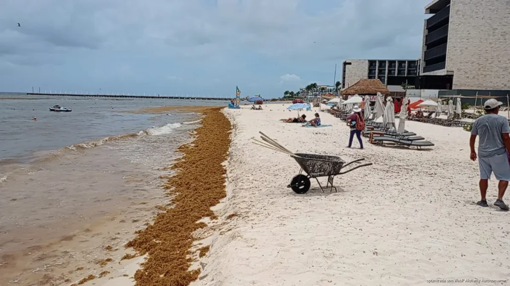 Llegarán 10 retroexcavadoras para reforzar combate al sargazo en Playa del Carmen