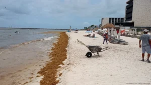 Llegarán 10 retroexcavadoras para reforzar combate al sargazo en Playa del Carmen