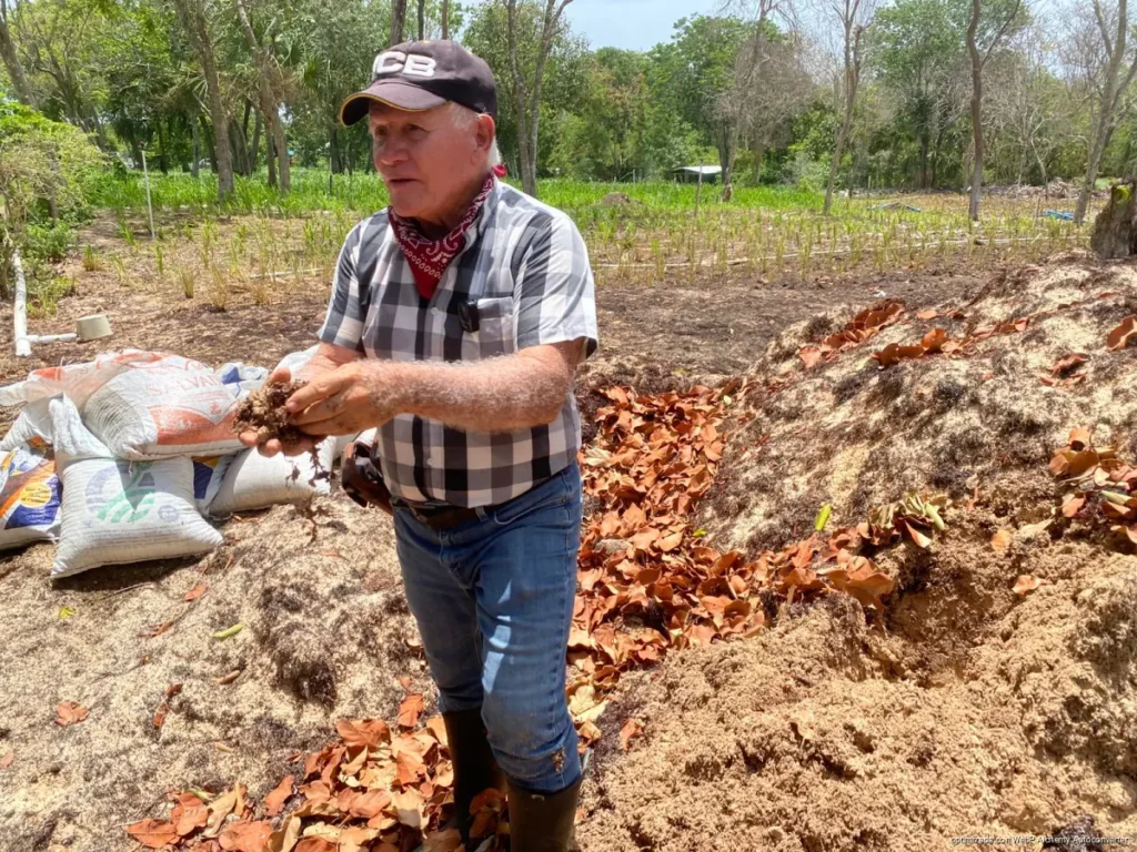 Ganaderos de Playa del Carmen convierten el sargazo en fertilizante y cuadruplican su producción