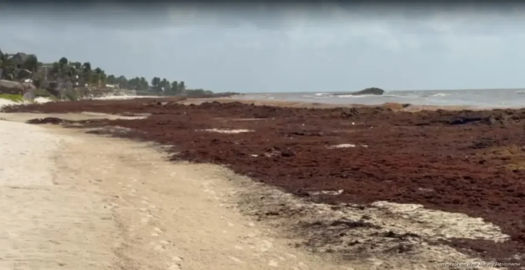 Trabajadores denuncian insuficiente apoyo hotelero ante recale histórico de sargazo en Tulum Trabajadores denuncian insuficiente apoyo hotelero ante recale histórico de sargazo en Tulum