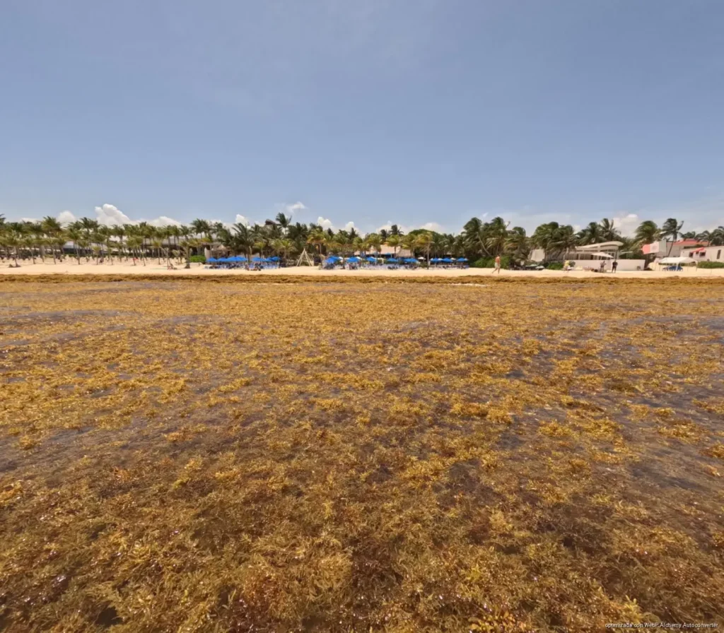 Empresarios piden declarar al sargazo como desastre natural en el Caribe Mexicano Empresarios piden declarar al sargazo como desastre natural en el Caribe Mexicano