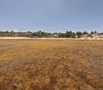 Empresarios piden declarar al sargazo como desastre natural en el Caribe Mexicano