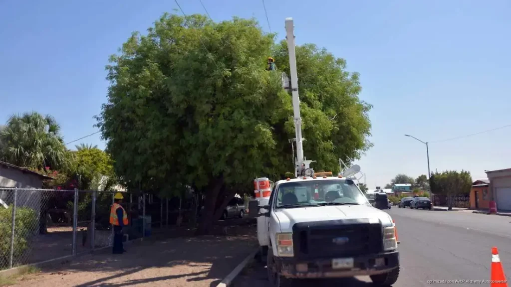 Árboles sin poda provocan hasta la mitad de los apagones en José María Morelos Árboles sin poda provocan hasta la mitad de los apagones en José María Morelos