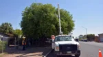 Árboles sin poda provocan hasta la mitad de los apagones en José María Morelos