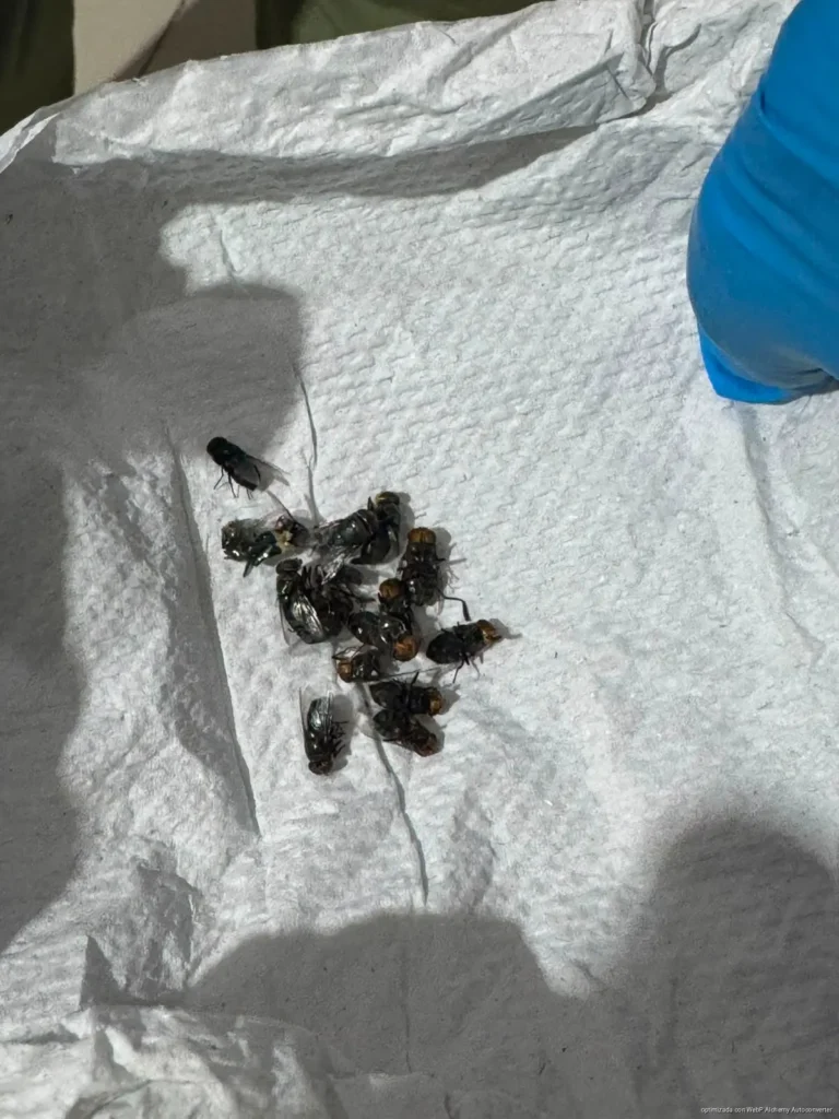 Piden investigar presunta plaga de moscas en quirófano del Hospital General de Playa del Carmen