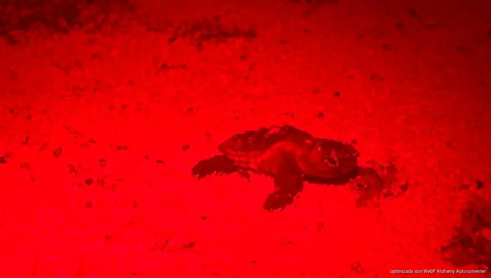 Altas temperaturas adelantan nacimiento de tortugas marinas en Cozumel Altas temperaturas adelantan nacimiento de tortugas marinas en Cozumel