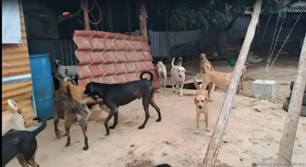 Refuerza refugio de Tulum instalaciones para proteger a más de 200 animales
