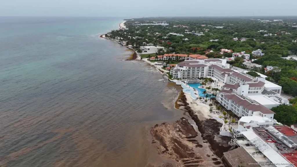 Empujan soluciones urgentes contra el sargazo en Playa del Carmen Empujan soluciones urgentes contra el sargazo en Playa del Carmen