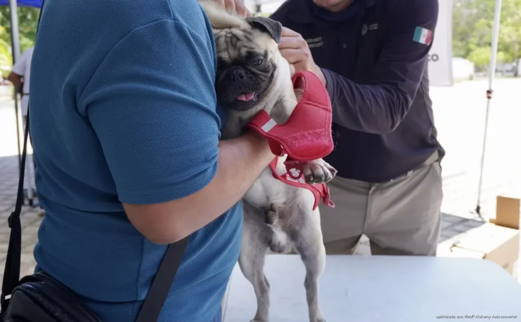 Intensifica Playa del Carmen rescate de animales víctimas de maltrato