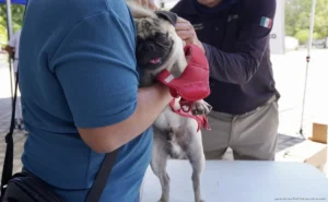 Intensifica Playa del Carmen rescate de animales víctimas de maltrato