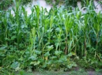 Rescatan campesinos la diversidad perdida de la milpa maya en José María Morelos