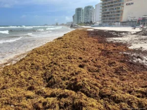 Supera Cancún 16 mil toneladas de sargazo retirado de sus playas