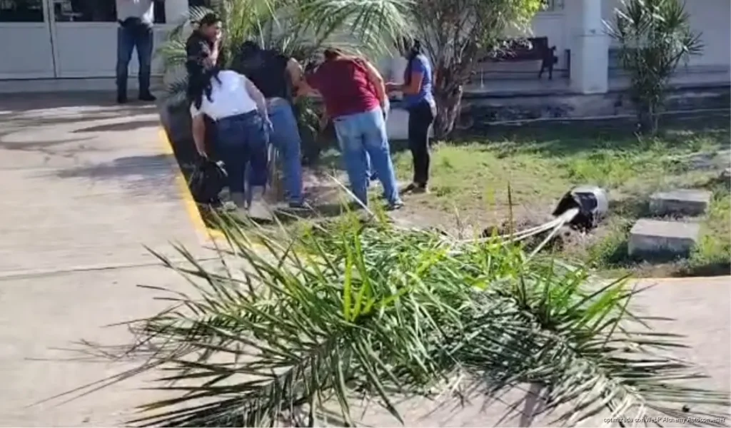Siembran 250 árboles con programa ambiental en Cozumel