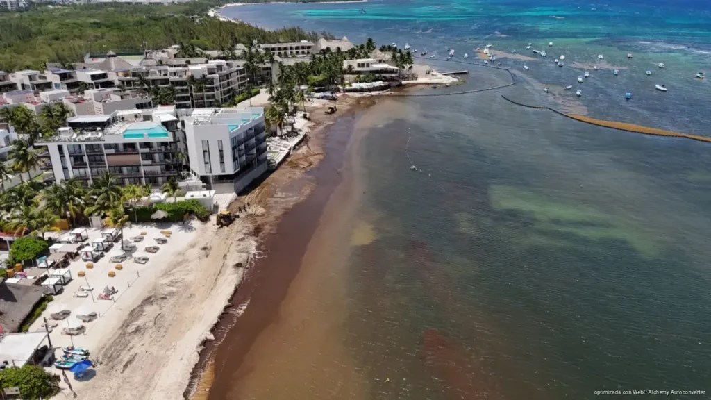Urge Canacintra atender sargazo para no frenar inversiones en el Caribe Mexicano