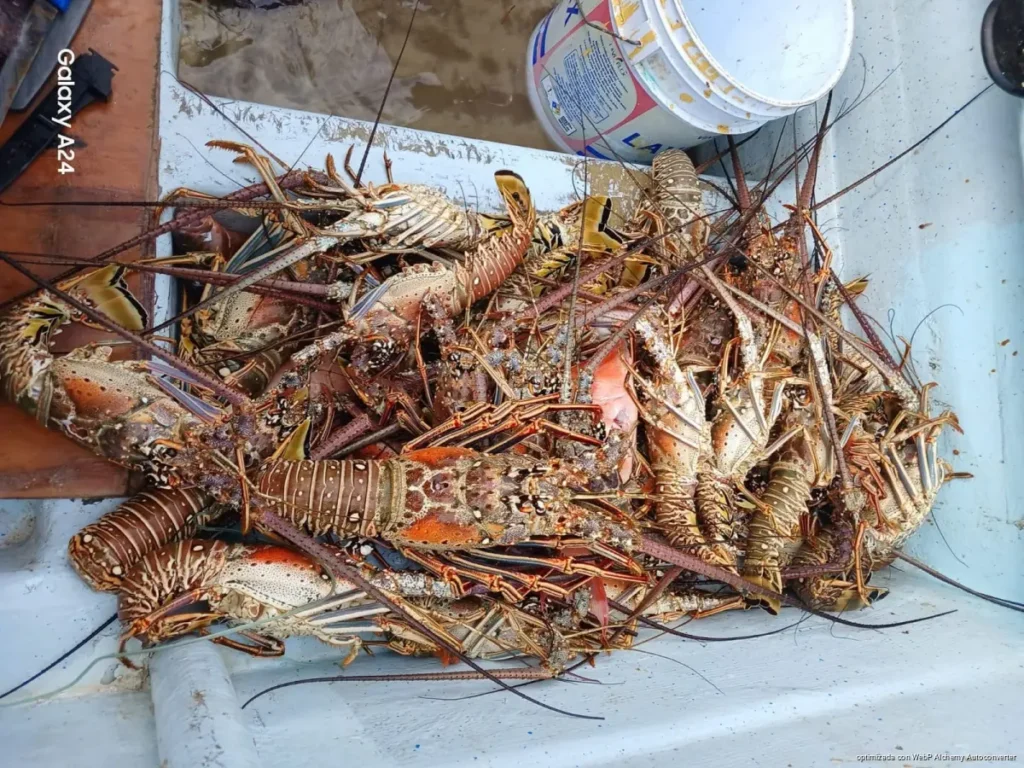 Arranca temporada de langosta con baja salida de pescadores en Lázaro Cárdenas