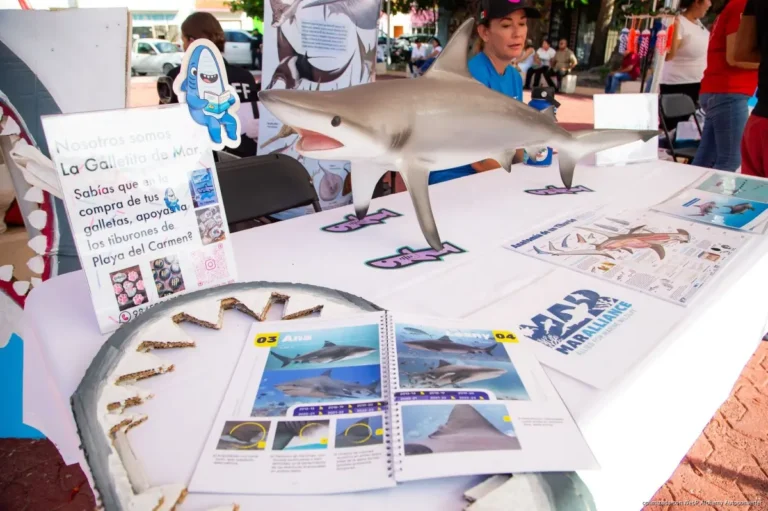 Alistan segunda edición del Festival del Tiburón Toro en Playa del Carmen