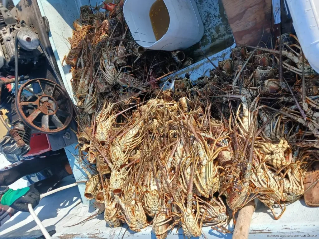 Golpea baja captura de langosta a pescadores de Chiquilá Golpea baja captura de langosta a pescadores de Chiquilá