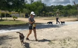 Ampliarán programa de microchips gratuitos para mascotas en Playa del Carmen