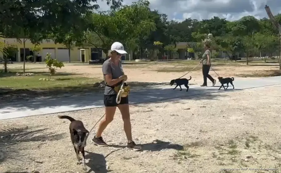 Ampliarán programa de microchips gratuitos para mascotas en Playa del Carmen Ampliarán programa de microchips gratuitos para mascotas en Playa del Carmen